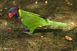 Aves