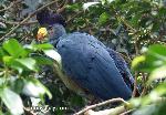 Aves