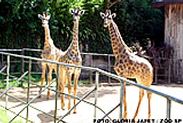 Girafinhas