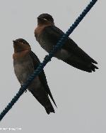 Aves