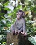 Macaco
