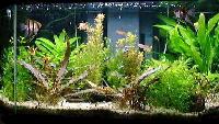 Plantas no aquário