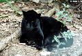 Jaguar Negro