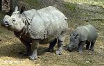 Rinoceronte-de-Sumatra <i>(Dicerorhinus sumatrensis)</i>