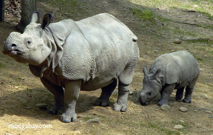 Rinocerontes de Sumatra