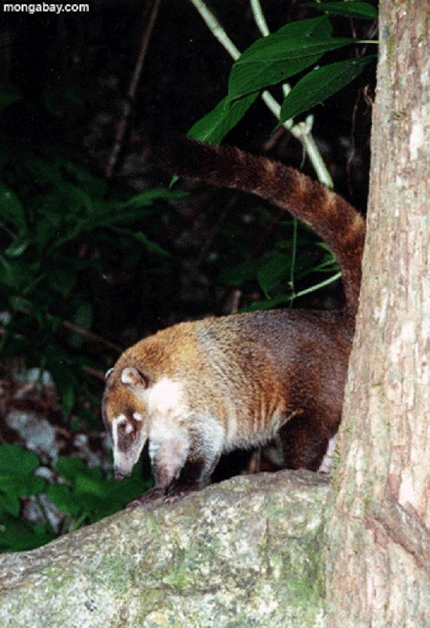 Coati