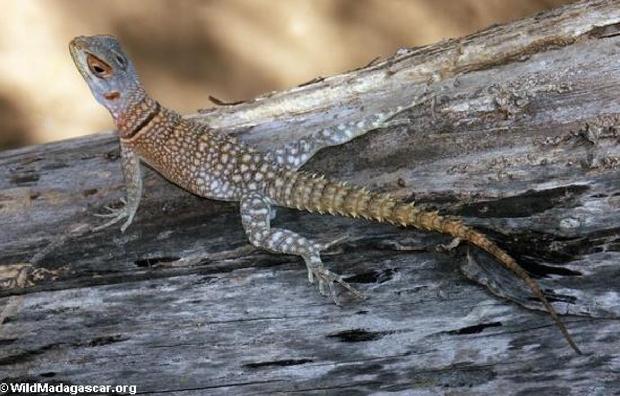 Iguana de Madagascar