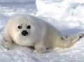 Foca