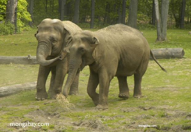 Elefantes asiáticos