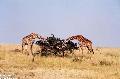Girafas