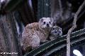 Hyrax