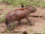Capivara <i>(Hydrochaeris hydrochaeris)</i>