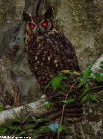 Aves