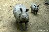 Rinoceronte-de-Sumatra <i>(Dicerorhinus sumatrensis)</i>