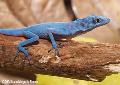 Anole azul