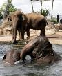 Elefantes asiáticos no Taronga Zoo