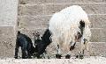 Cabras China