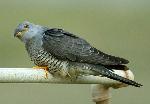 Aves