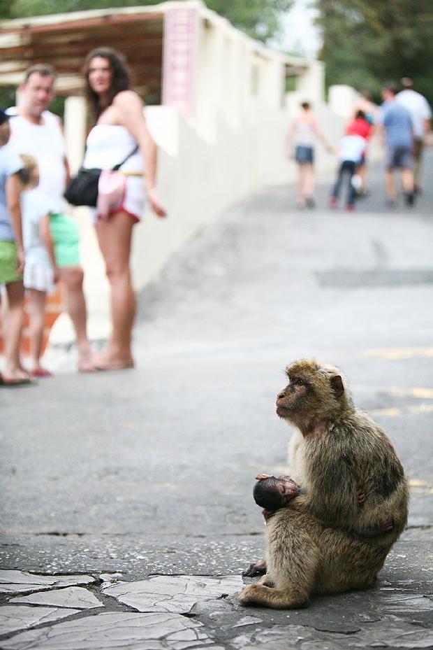 Macaco-de-Gibraltar