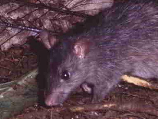 Rato