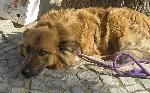 Cães