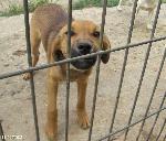 Cães