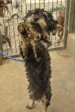 Cães