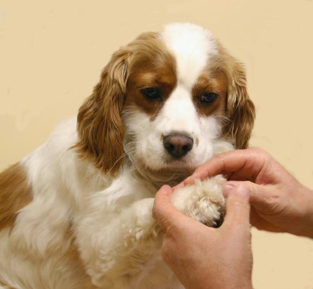 No veterinário