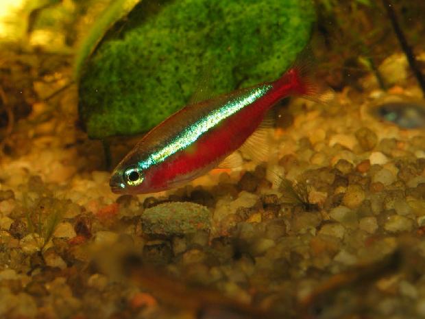 Tetra cardinal