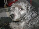 Cães