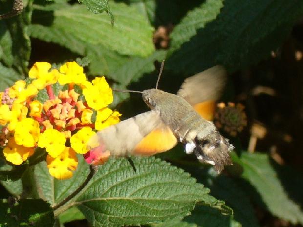 Macroglossum stellatarum