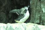 Aves