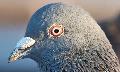 Pombo