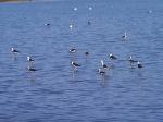 Aves