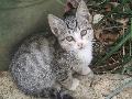Gato