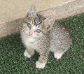 Gato
