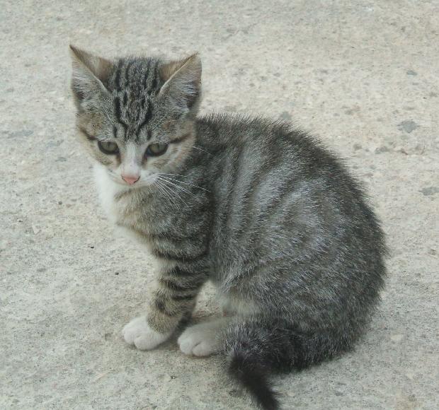 Gato