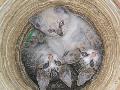 Gatos