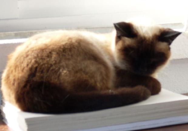 Gata