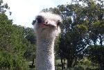 Aves