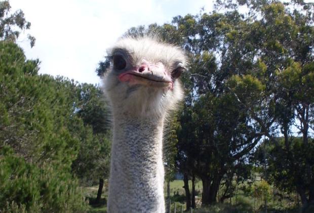Avestruz
