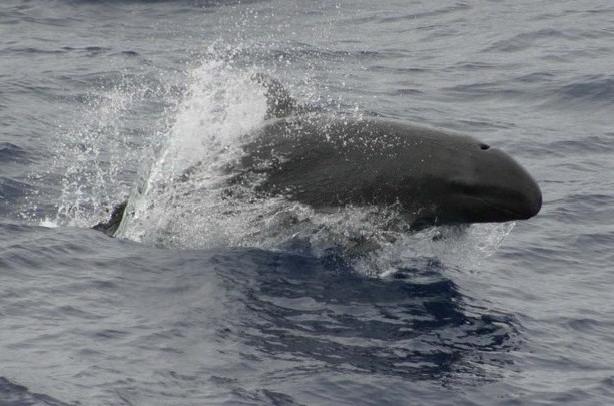 Falsa-orca