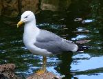 Aves
