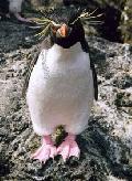 Pinguim
