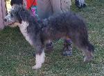Cães