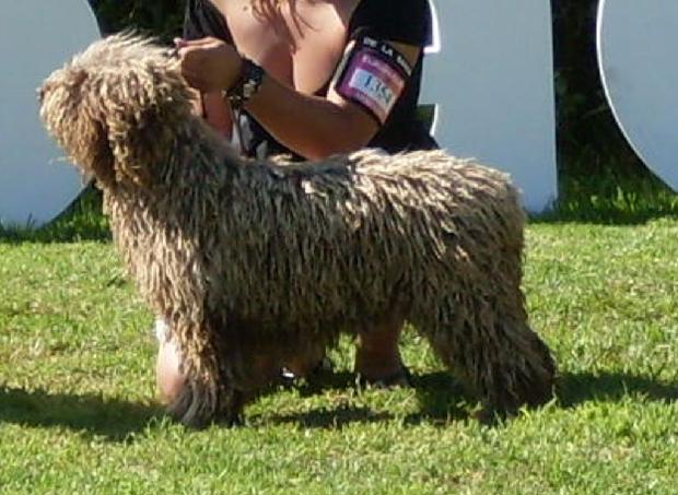 Cão de Água Espanhol