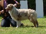 Cães