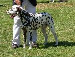 Cães
