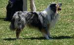 Cães