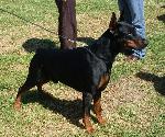 Cães